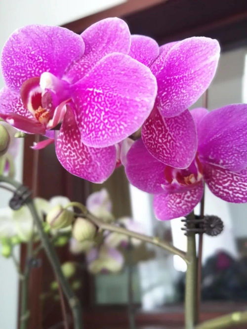 和潤農業精品花卉與當季水果火熱同步銷售